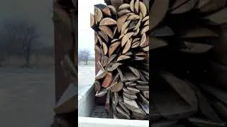 листвиница горбыль