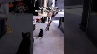 Dream Team Kittens Going Crazy!! 🤪 #sapnap #dreamteam #miloandnaomi #kitten #cat #funnycats