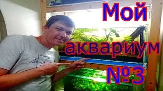 Про мои аквариумы#мой аквариум №3