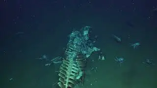 Epic Whale Fall - 2019| Nautilus Live (Remastered!)