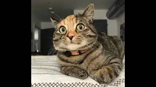 She’s so different with him 😭🥹 #trending #viral #funny #cats #cute #cat