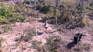 Кот чуть не схватил куриц пришлось ловить по огороду