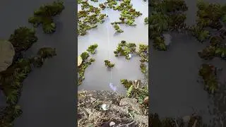 I MANAGED TO CATCH FISH WITH A CAN - VIRAL