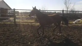 ассолька