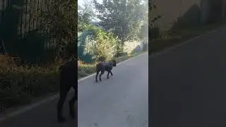 Собака увидела Кота! #канекорсо #cat #dog #собака #canecorso