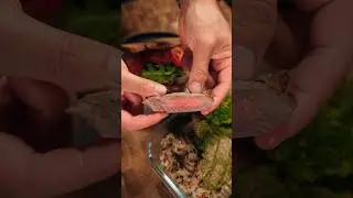 EASY Chimichurri Steak Meal Prep