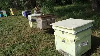 Убегаем с пасекой от потравы.