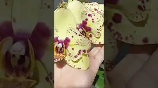 Орхидея Пескара бабочка домашнее цветение🐝✌️🐞