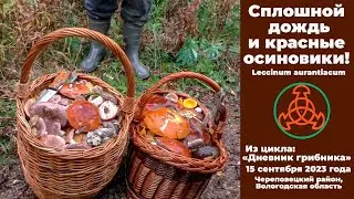 Сплошной дождь и красные осиновики. Дневник грибника 15 сентября 2023 года.