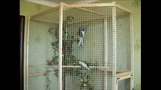 Building an aviary for parrots - Results. How to make an aviary for birds