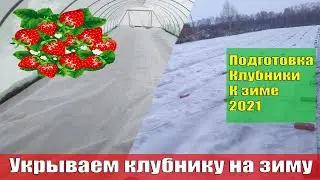 Подготовка клубники к зиме