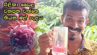 ඔබ නෙදන්න මැලේසියාවෙ පොලෙත් තියන ඔසුවක් වන මල් පැල - දම්ම දම්  පාටයි