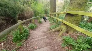Cali the Rescue Dog: Original Raw Clip of Cliff Path Steps