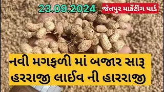 મગફળી ની હારરાજી લાઈવ જેતપુર માર્કેટીંગ યાર્ડ 23.09.2024 #Live magfali ni harraji Jetpur marketing