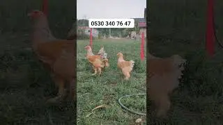 5 aylık sahiplendirme