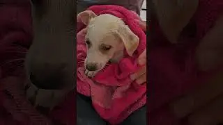 Sad Puppy's First Bath ❤️