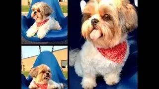 Shih Tzu dog Lexi first time on the swing