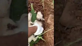 Puppies Rescued with maggots😢😭 