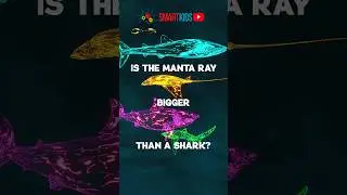 🦈 Is the manta ray bigger than a shark?