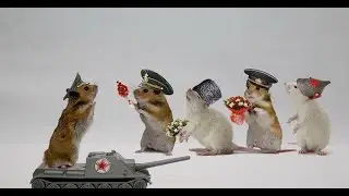 ❰🍀MIYS1M, СТРИМ ХОМЯКА🍀❱ ОБЪЕКТ 703 Вариант 2 (худший прем 8 уровня) 