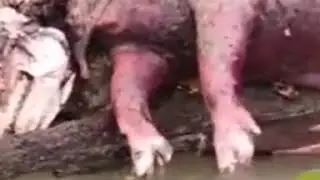 Fogo no Pantanal - pesadelo!