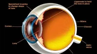 History Documentary BBC ❖ How It Works The Human Eye
