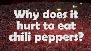 WHY DOES IT HURT TO EAT CHILI PEPPERS?