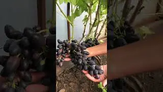 Сорт Надежда АЗОС 