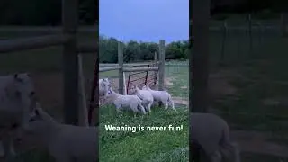Weaning time! #lambs #2024 #sheep #farmer #ram #lamb #meat #prepping
