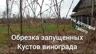 обрезка неправильно сформированного куста винограда