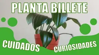COMO CUIDAR EL BILLETE | Cuidados y curiosidades sobre la planta BILLETE (Eucharis Amazonica)