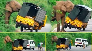 Most heartbreaking encounter - Wild Elephant Blasting Mango Lorry