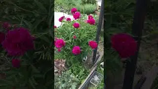 Всем летний приветик