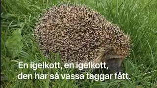 Igelkottsången/En igelkott (med text!) melodi: En busschaufför