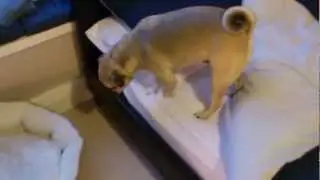 Fun Indoor Dog Games: 