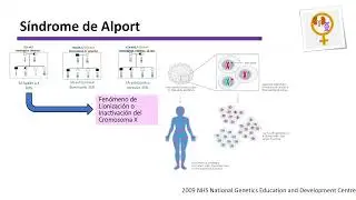 Peculiaridades de la enfermedad genética en la mujer.