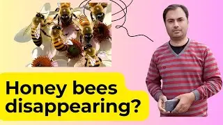 Honey Bees Disappearing | Simple Explanation for Everyone