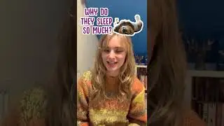 Fun Facts About Lions! 