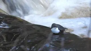 Dipper