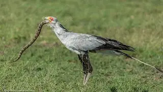 Птица Секретарь , Беспощадный убийца Змеи