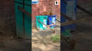 #travel #shorts #trending #youtubeshorts #viralvideos #viral #street #monkeys