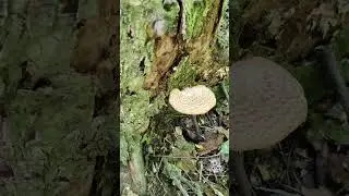 #Гриб 🍄 з дивним забарвленням сховався біла дерева 🌲 - літо у розпалі, #грибочки та #рослини