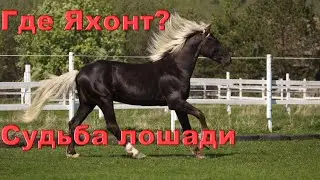 Что стало с Яхонтом. Судьба лошади.