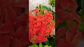 Flowers for you #shortvideo