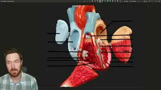 The Heart: Structures and Functions of Our Cardiovascular Powerhouse