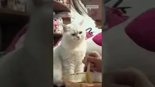 cat started doing this to get human's attention 🤨🐱 #shorts #cat #funnycat