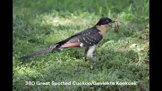 380 Great Spotted Cuckoo/Gevlekte Koekoek
