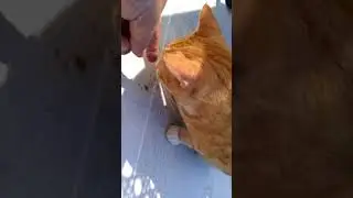 Рыжий наглец The impudent cat