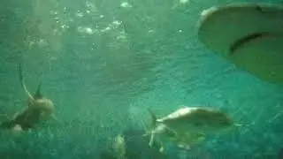 Sharks at NJ Shore