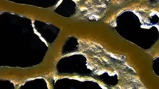 Shuttle streaming, Physarum